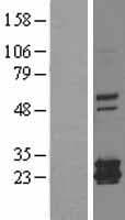 FTMT / MTF Protein (Over-Expression Lysate Myc-DDK (Flag))