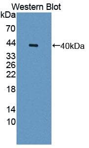 OTUB1 / OTU1 Antibody (aa1-271)