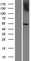PRAMEF7 Protein (Over-Expression Lysate Myc-DDK (Flag))