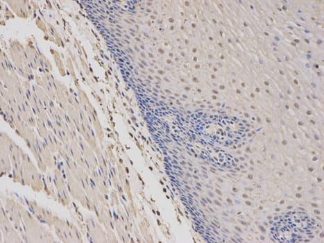 IHC-plus™ WAS / WASP Antibody