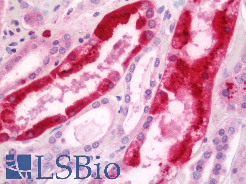 IHC-plus™ ZHX2 / RAF Antibody (aa751-800)
