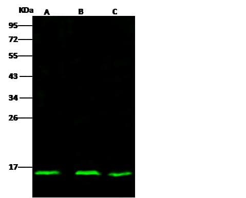 ID2 Antibody (Preservative Free)