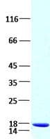 Human TNF Alpha Protein (Recombinant)
