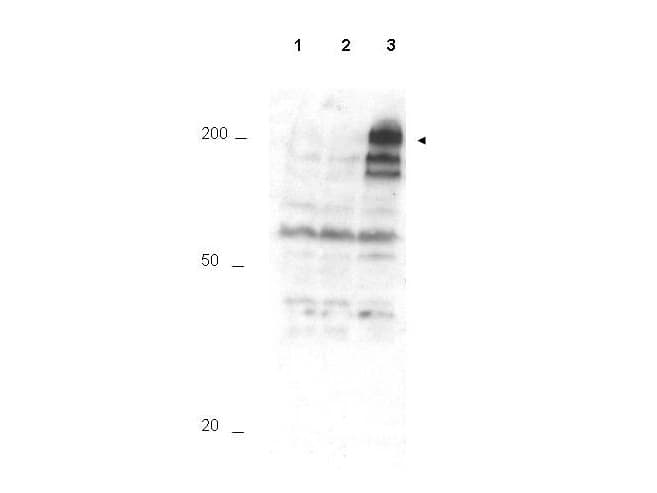Polyclonal Rabbit anti-Human ANAPC1 / APC1 Antibody (phospho-Ser355, WB)