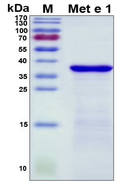 Metapenaeus ensis Met e 1 Protein (Recombinant His, N-Terminal)