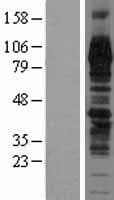 Human TGN46 / TGN38 Protein (Over-Expression Lysate Myc-DDK (Flag))