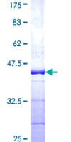 Human UBA52 Protein (Recombinant GST, N-terminus)