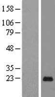 PAGE5 Protein (Over-Expression Lysate Myc-DDK (Flag))