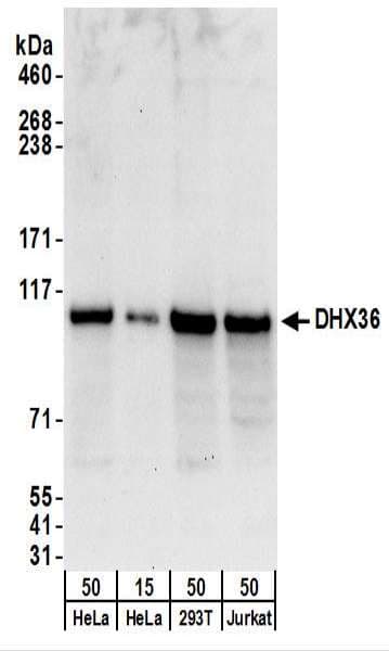 DHX36 Antibody (aa950-C-term)