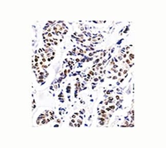 Estrogen Receptor Antibody (aa2-185, clone ER506, Azide-free, BSA-free)