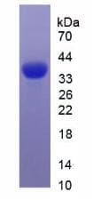 Pig EGF Protein (Recombinant His, N-Terminal)