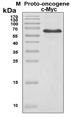 Human MYC / c-Myc Protein (Recombinant 6His, N-terminus)