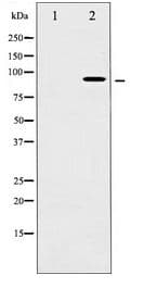 Polyclonal Rabbit anti-Human RPS6KA5 / MSK1 Antibody (IHC, WB)