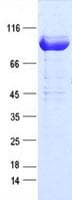 Human PRKCE / PKC-Epsilon Protein (Recombinant DDK,C-terminus)