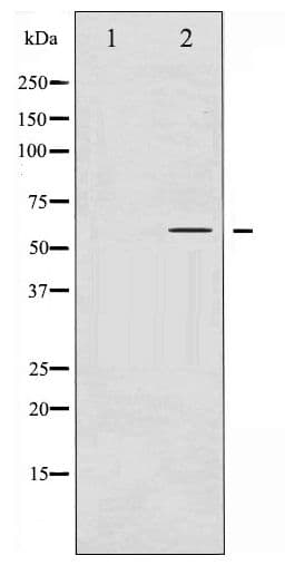 CCNB1 / Cyclin B1 Antibody (phospho-Ser126)