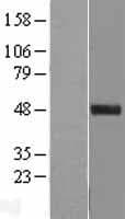 Human C11orf84 Protein (Over-Expression Lysate Myc-DDK (Flag))