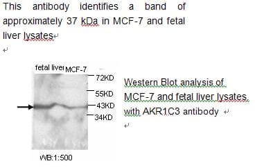 Polyclonal Rabbit anti-Human DDX / AKR1C3 Antibody (IF, WB)