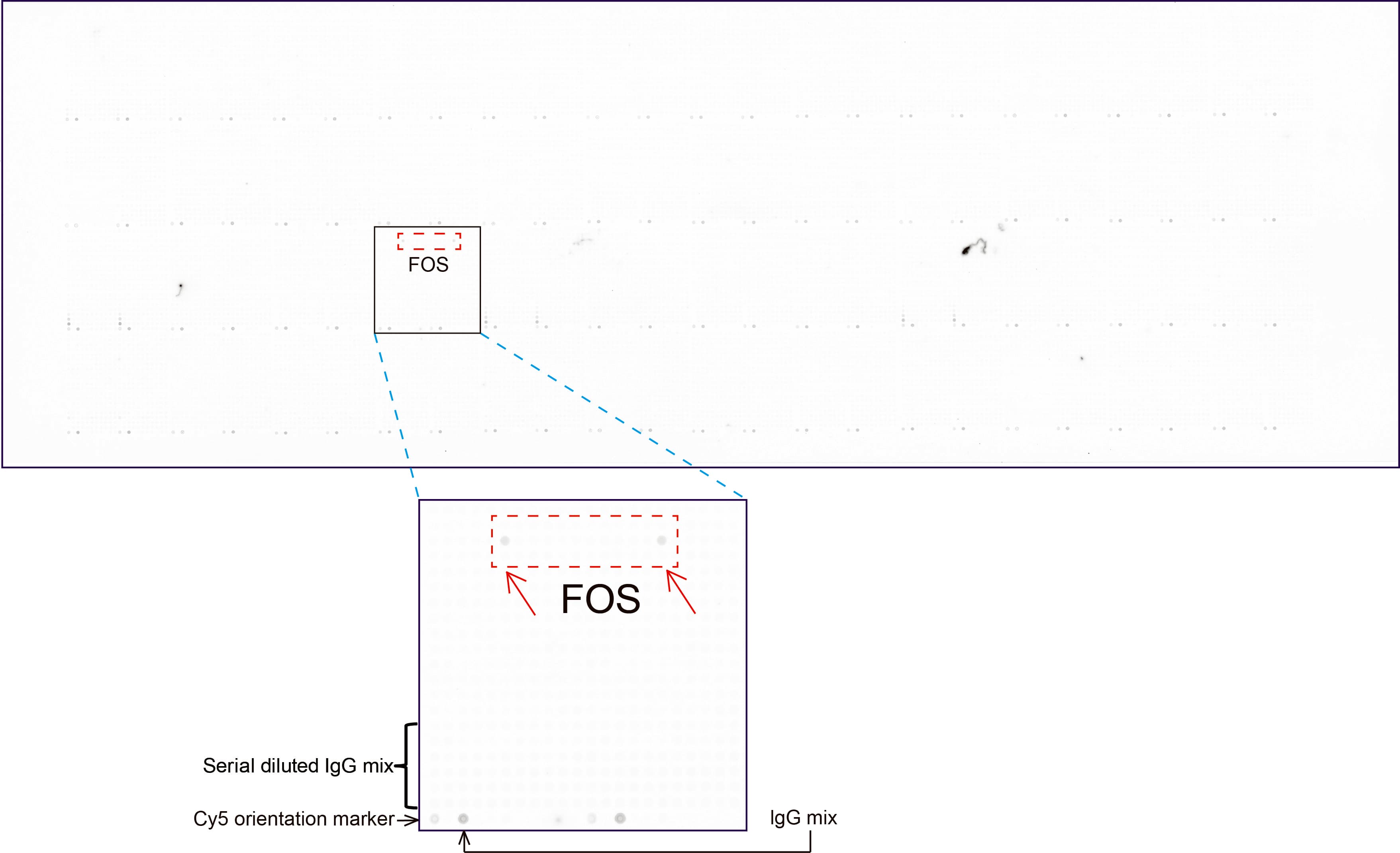 FOS / c-FOS Antibody (clone UMAB221)