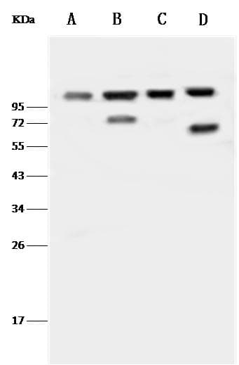 Polyclonal Rabbit anti-Human AP2B1 Antibody (Preservative Free, WB)