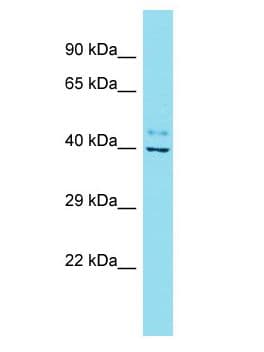 FAM45A Antibody (aa280-329)