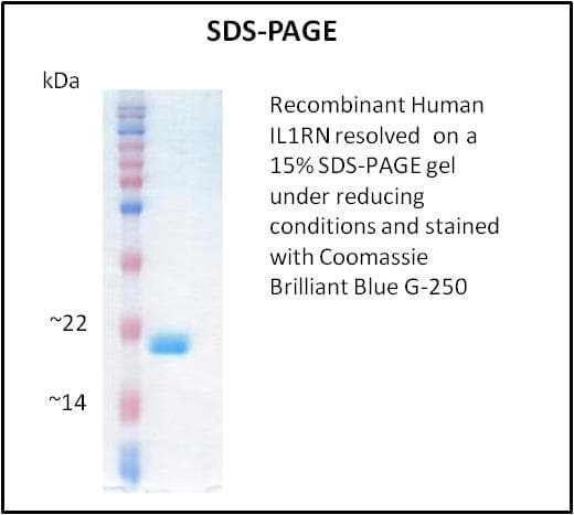 Human IL1RN Protein (Recombinant)