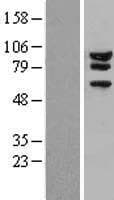 Human ATXN1 / SCA1 Protein (Over-Expression Lysate Myc-DDK (Flag))