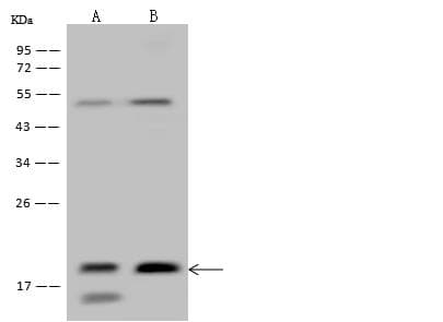 ARF1 Antibody (Preservative Free)