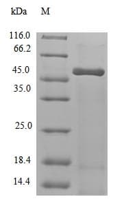 Arabidopsis thaliana RBP47A Protein (Recombinant 10His, N-terminus + Myc, C-terminus)