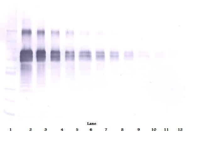 Polyclonal Goat anti-Human IL12 Antibody (Biotin, WB)
