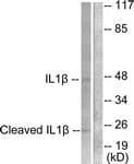CASP1 / Caspase 1 Antibody (aa161-210)