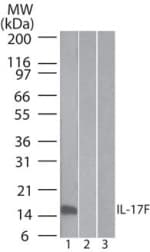 IL17F Antibody (clone 4H1629)
