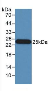 IFN Beta / Interferon Beta Antibody (Biotin)