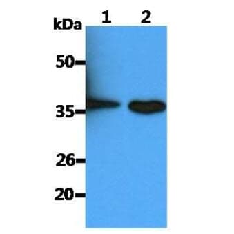 CD14 Antibody (clone AT87H7)