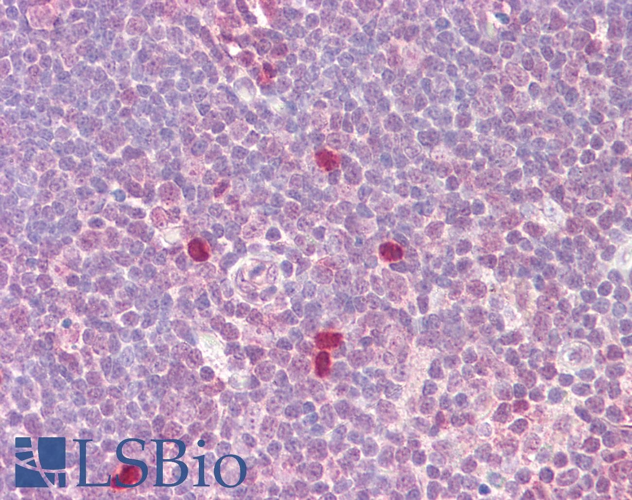 PathPlus™ MYC / c-Myc Antibody (aa25-74)