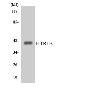HTR1B / 5-HT1B Receptor Antibody (aa256-305)