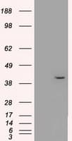 MAPK1 / ERK2 Antibody (clone OTI1C11)