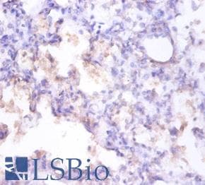 CLU / Clusterin Antibody (Biotin)