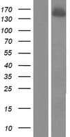 CPSF160 / CPSF1 Protein (Over-Expression Lysate Myc-DDK (Flag))