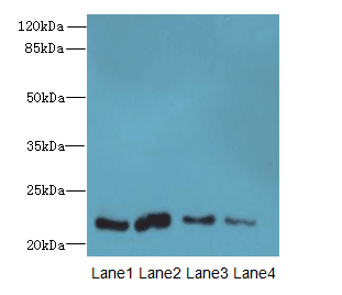 CLEC3A Antibody