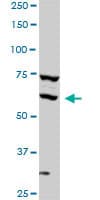 SREBF1 / SREBP-1 Antibody (clone 4B10)