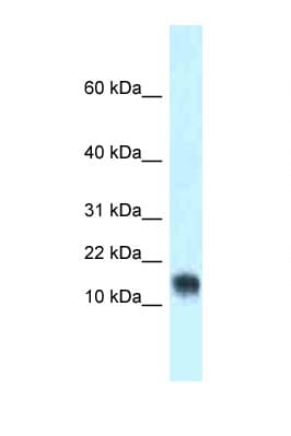 LYNX1 Antibody (aa40-89)