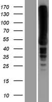 EEF1A2 Protein (Over-Expression Lysate Myc-DDK (Flag))