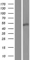 BSDC1 Protein (Over-Expression Lysate Myc-DDK (Flag))