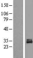 POLR3GL Protein (Over-Expression Lysate Myc-DDK (Flag))
