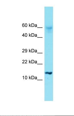 Polyclonal Rabbit anti-Human HIST1H2AE Antibody (N-Terminus, WB)