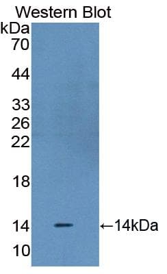 STAT3 Antibody (FITC)