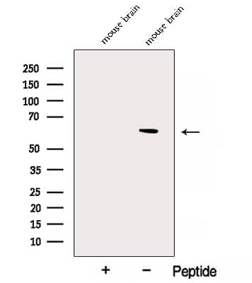 NAE1 / APPBP1 Antibody