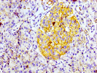CD99 Antibody