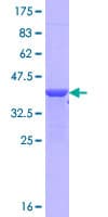 Human NPTX1 Protein (Recombinant GST, N-terminus)