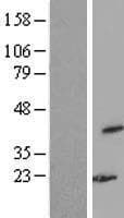 WDR77 / MEP50 Protein (Over-Expression Lysate Myc-DDK (Flag))